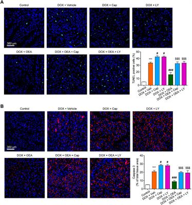 Oleoylethanolamide as a New Therapeutic Strategy to Alleviate Doxorubicin-Induced Cardiotoxicity